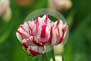 Small whitered tulips in the park photo