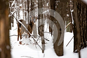 Small whitetail buck deer with snow on his face