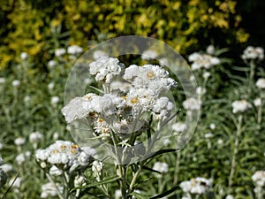 Small whitish to yellowish flowers of Western pearly everlasting or pearly everlasting (Anaphalis margaritacea) in