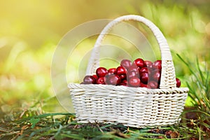 A small wicker hand basket full of ripe cherry in the sun light