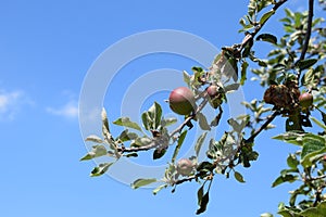 small wild apples on the tree