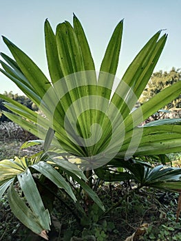 Small wild betelnut tree, outdoor