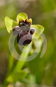 Small wild Bumblebee orchid - Ophrys bombyliflora