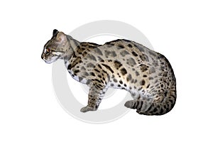 A small wild cat on a white background