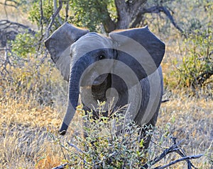 Small wild elephant cub is trying to scare the enemy