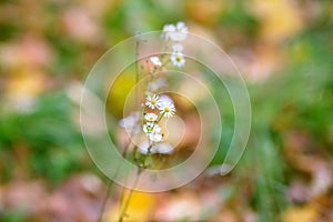 Small wild flower chamomile. blurred background. soft focus. bokeh
