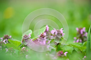 Small wild flowers blooming on summer meadow in green sunny garden