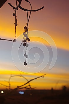 Small wild flowers that are dry ,crossing the sky.