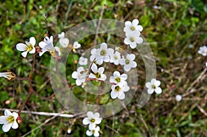 Small wild flowers. Flowering Saxifraga granulata plant.