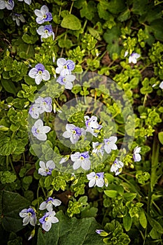 Small wild flowers in spring