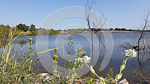 Small wild flowers by the Stanley Draper Lake Oklahoma City