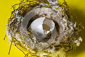 A small wild hatched egg and nest