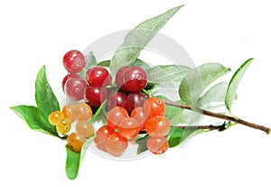 Small wild honeysuckle berry