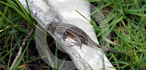 Small wild lizard