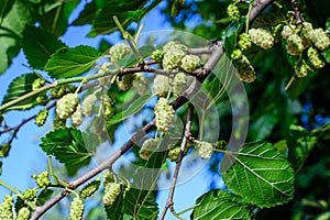 Small wild mulberries with tree branches and green leaves, also known as Morus tree, in a summer garden in a cloudy day, natural