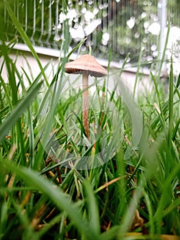 A small wild mushroom growing in a grass lawn