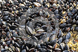 Small wild mussels growing on rock