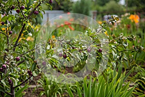 Small wild rennet apples. For varieties of Malus pumila