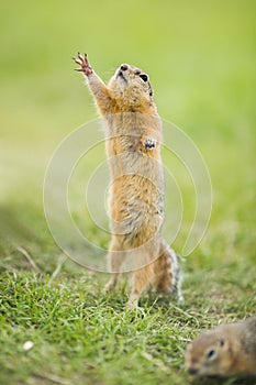 Small wild rodent asks for food by stuffing its cheeks. Stretches hand up