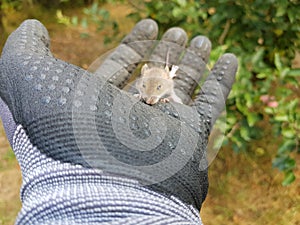 Small wild rodent climbing on a gloved hand