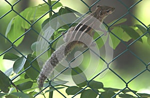 Small Wild Squirrel under Shade