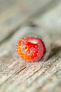 Small wild strawberry