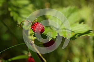 Small wild strawberry growing on stem outdoors, closeup