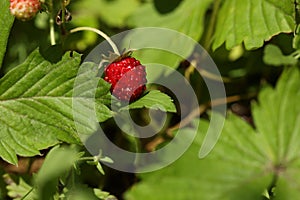 Small wild strawberry growing on stem outdoors, closeup