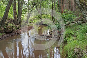 A small, wild, unregulated river flowing through the forest.