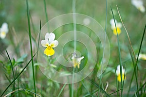 Small wild Viola tricolor flowers in a field on a beautiful background.