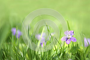 Small Wild Violet Flower in Green Grass Background