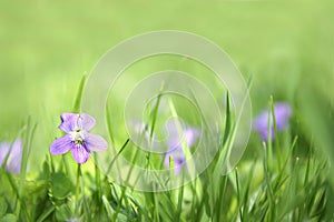 Small Wild Violet Flower in Green Grass Background photo