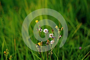 Small wild white flowers in the forest