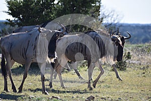 Small Wildebeest herd close up