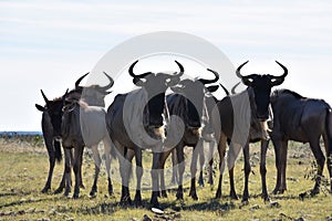 Small Wildebeest herd close up
