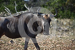 Small Wildebeest herd close up