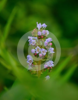 Small wildflowers, echium strictum