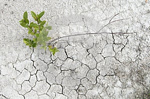 Small willow on a limestone soil