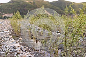 Small willow trees growing on the riverbank