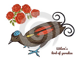 Small Wilson bird of paradise in Australia. Exotic tropical animal icons. Use for wedding, party. engraved hand drawn in