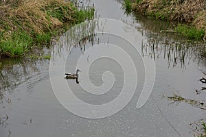 A small winding river among the trees on a cloudy day, a swimming duck