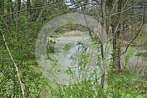 A small winding river among the trees on a cloudy day, a swimming duck