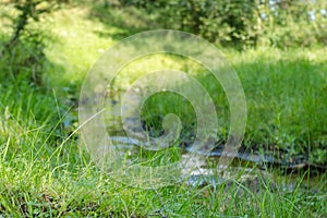 Small winding stream with dense grass in summer woodland, forest creek and meadow greenery landscape