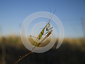 Small-winged Argentine Mantis Coptopteryx argentina on a stick