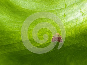 Small Winged Bug on Large Leaf's Underside