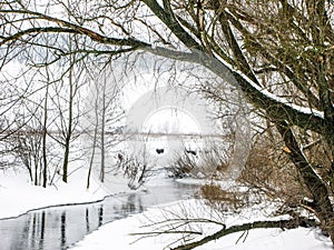 Small winter forest river