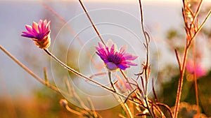 Small wiolet flowers backlit by warm sunset light.