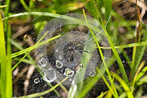 Wolf Spider On Dew Grass Web Lycosidae sp.