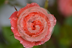 Small Wonder Rose