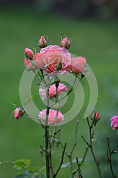 Small Wonder Rose